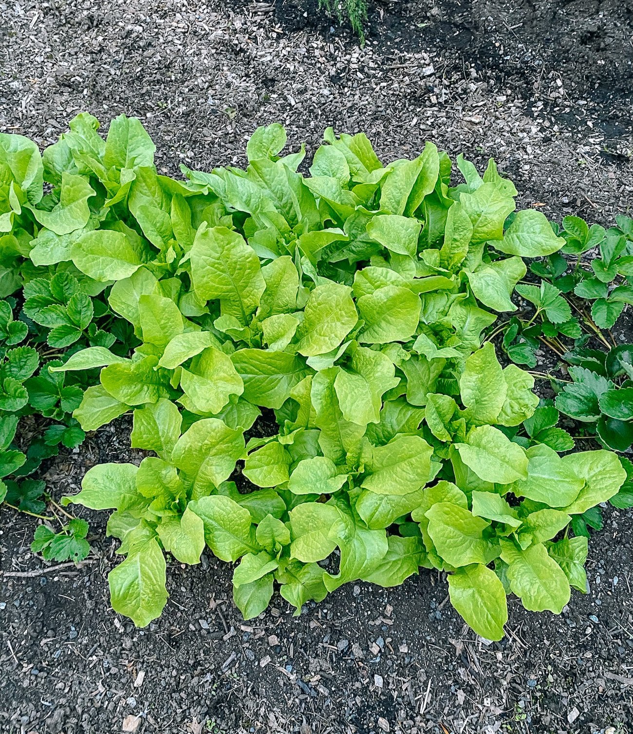 celtuce growing in garden