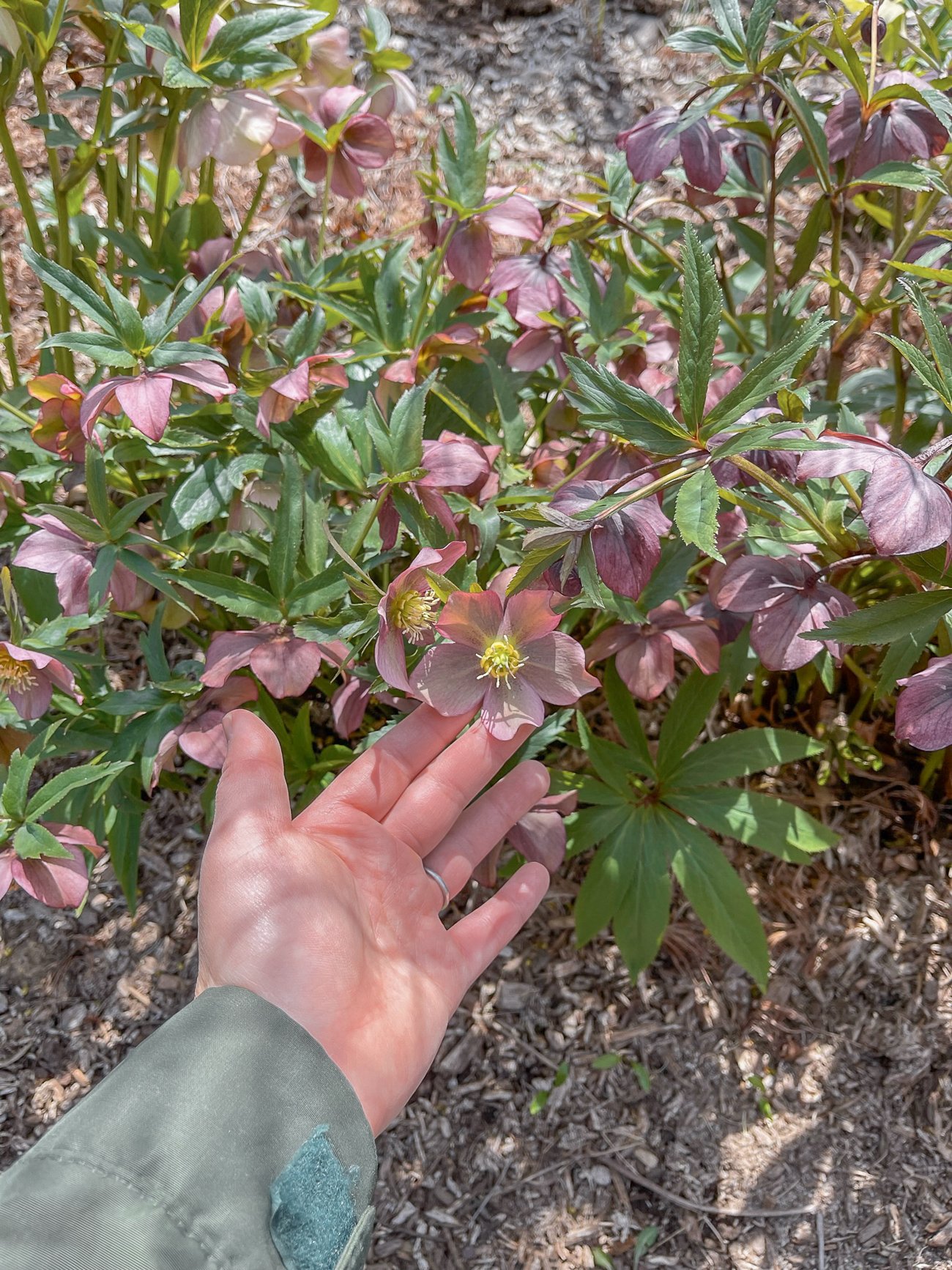 purple hellebores