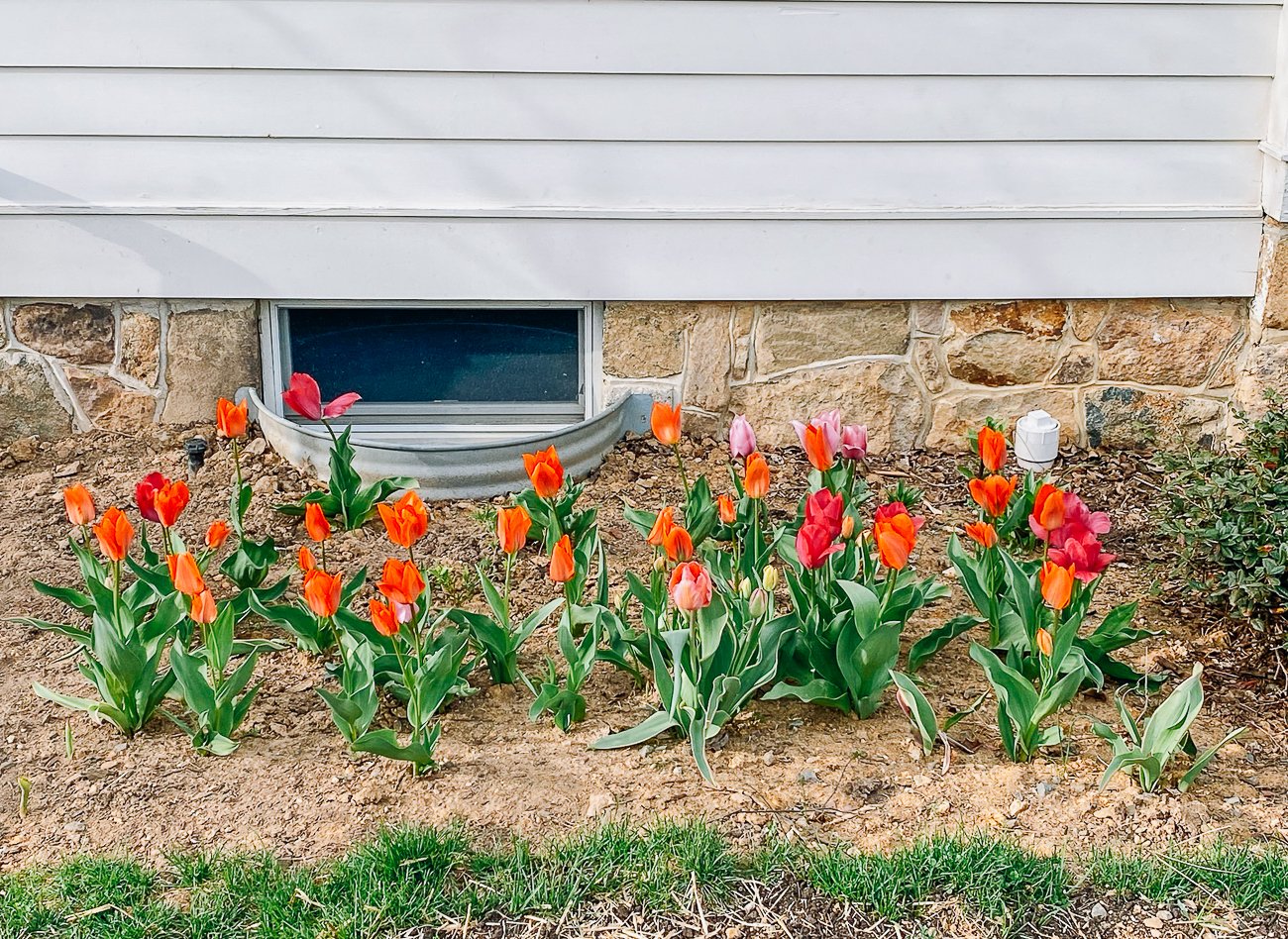 orange and pink tulips