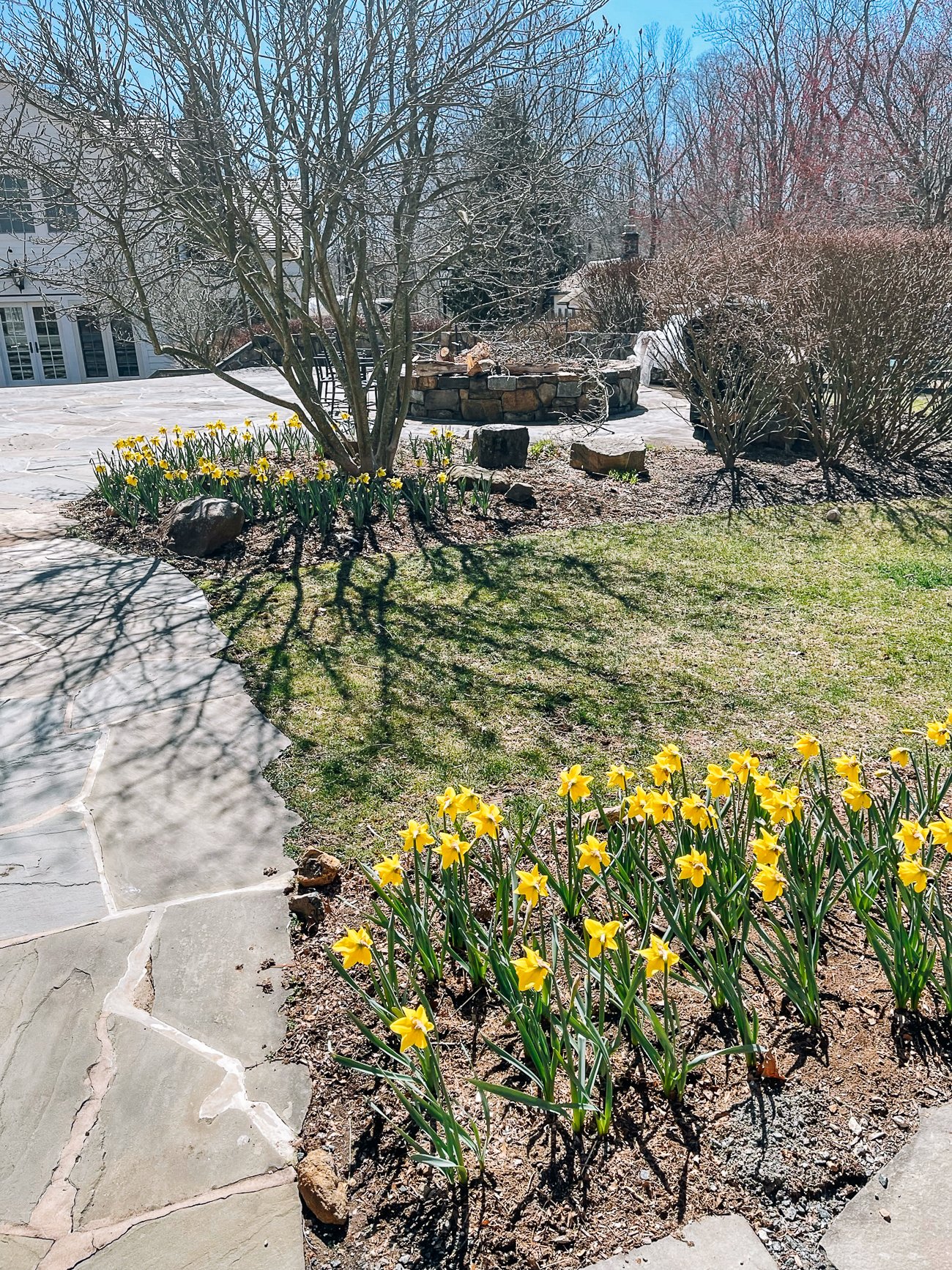 daffodils growing