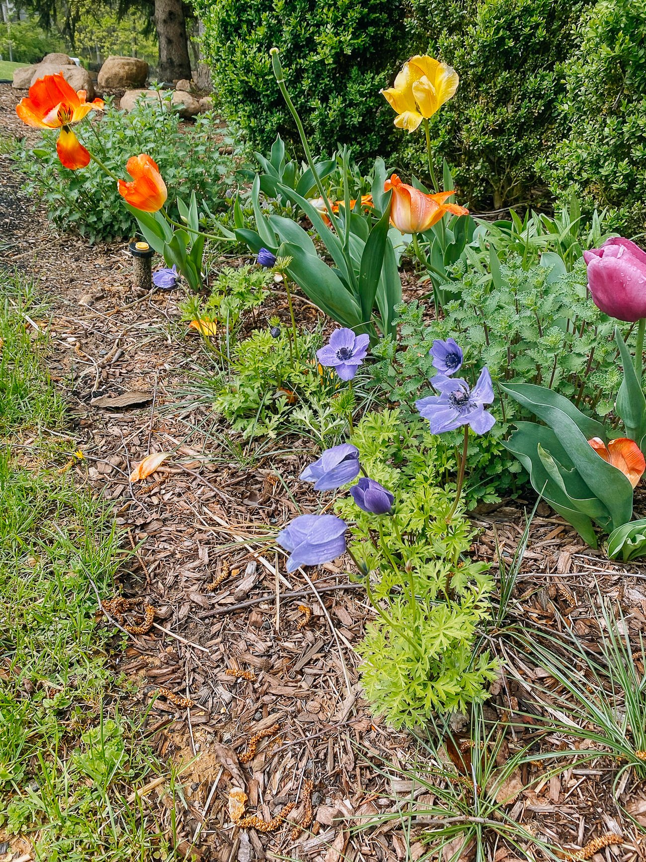 tulips and anemones