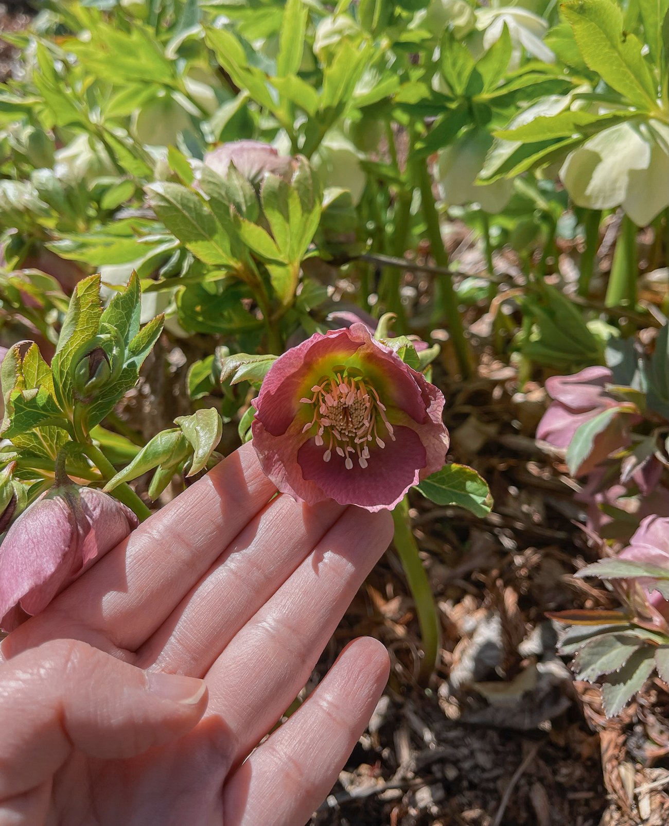hellebore flower