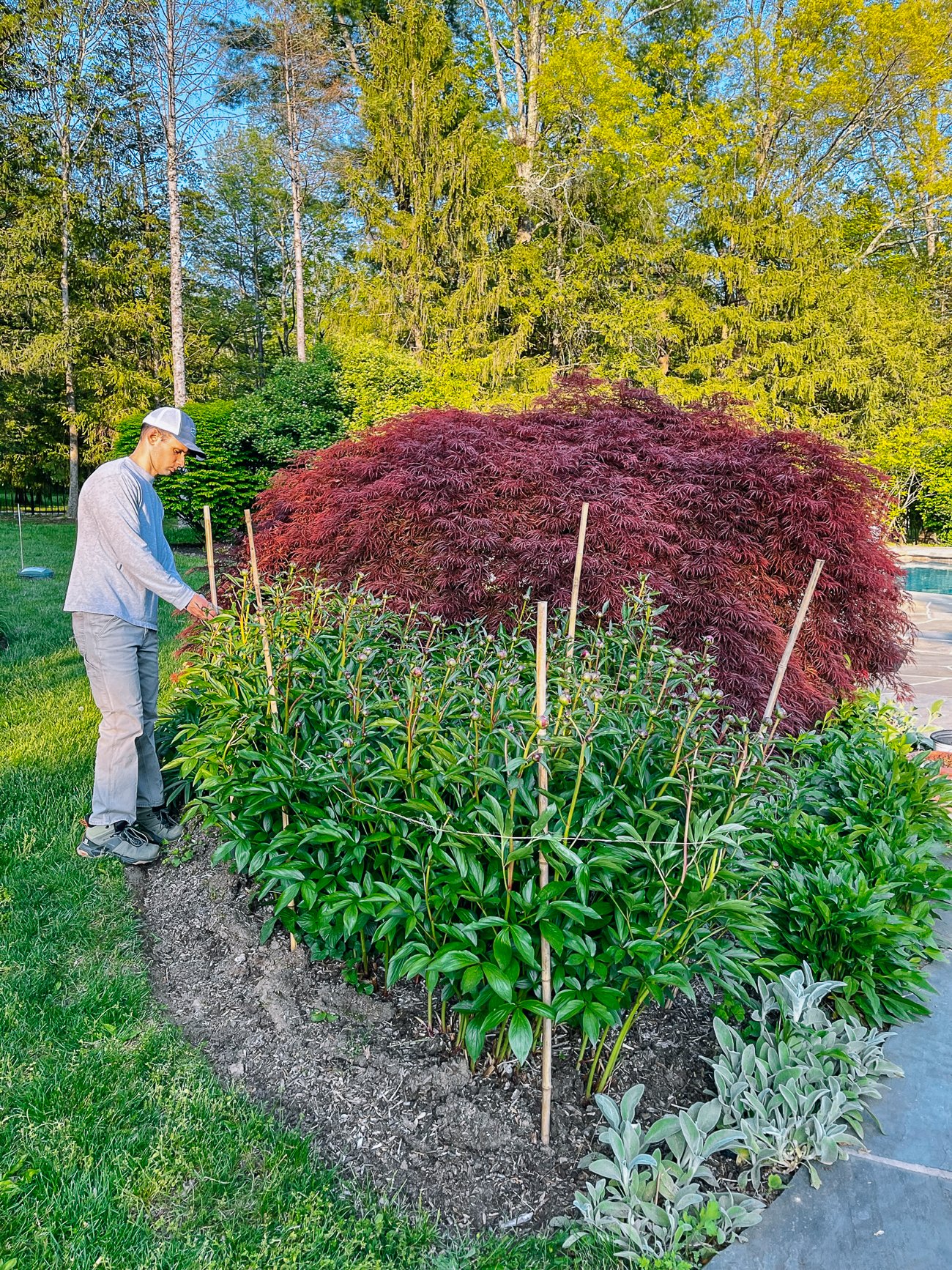 staking peony plants