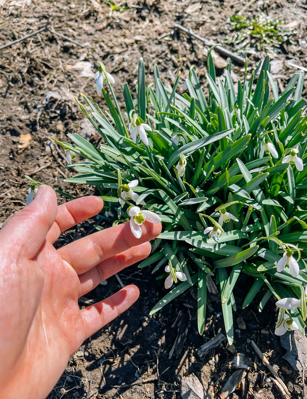 snow drops