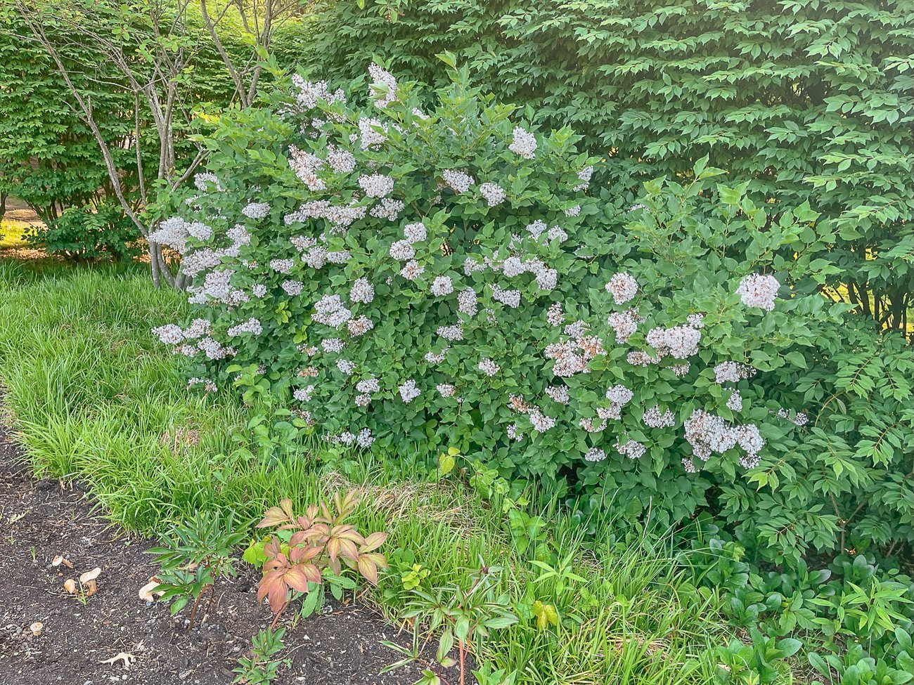 lilac bush