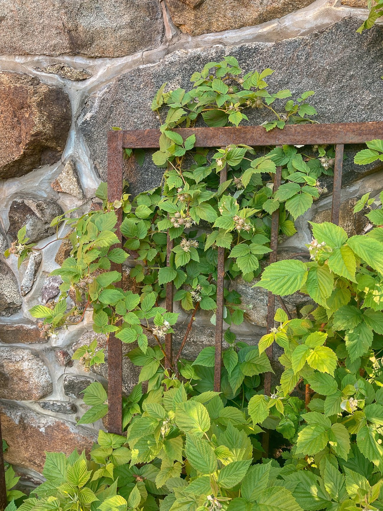 raspberries growing