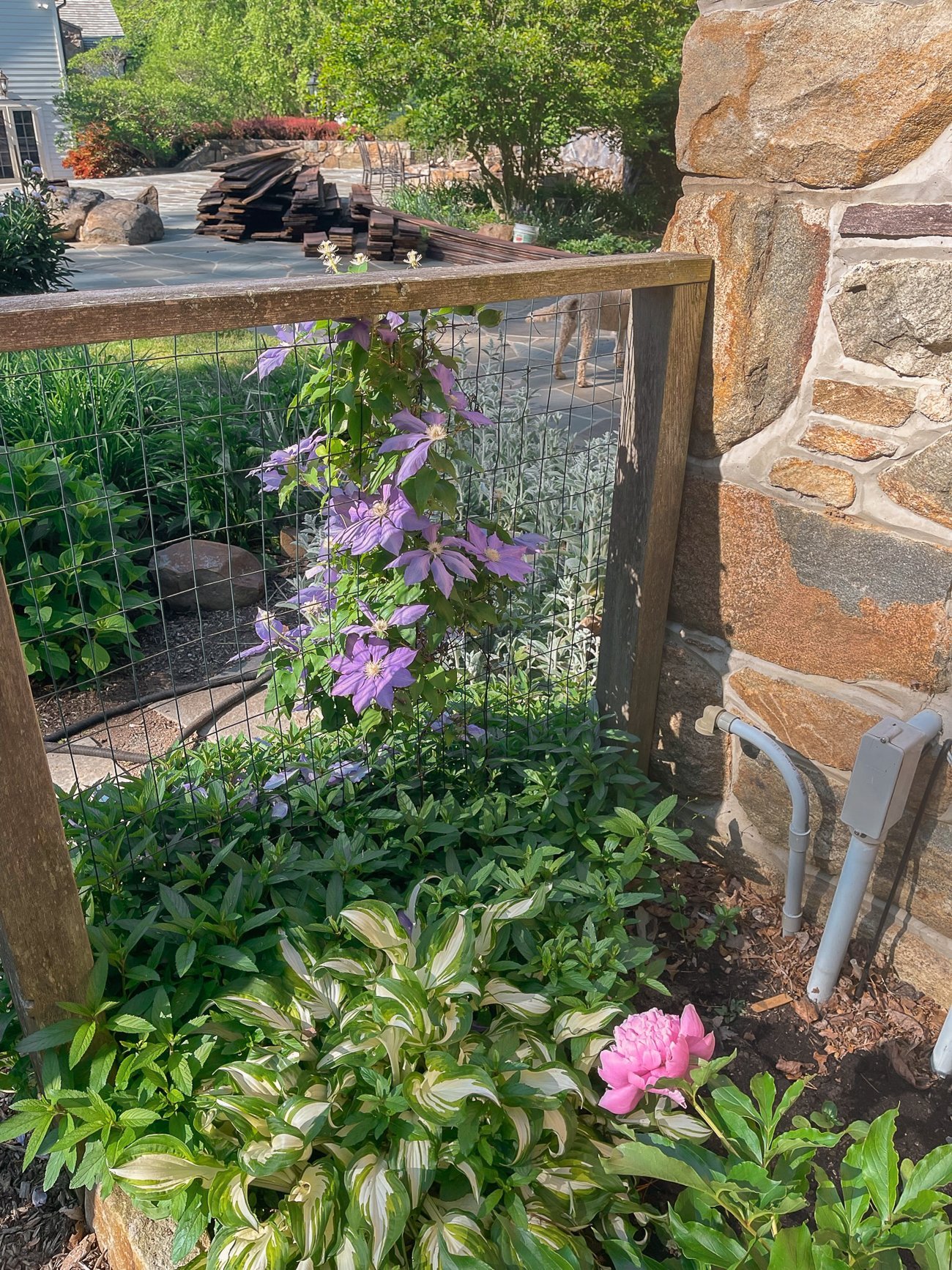 clematis and peony