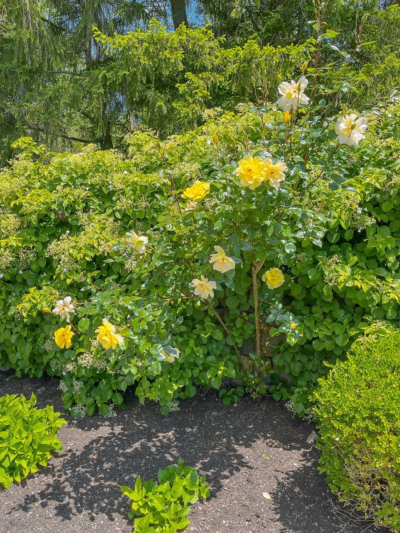yellow rose