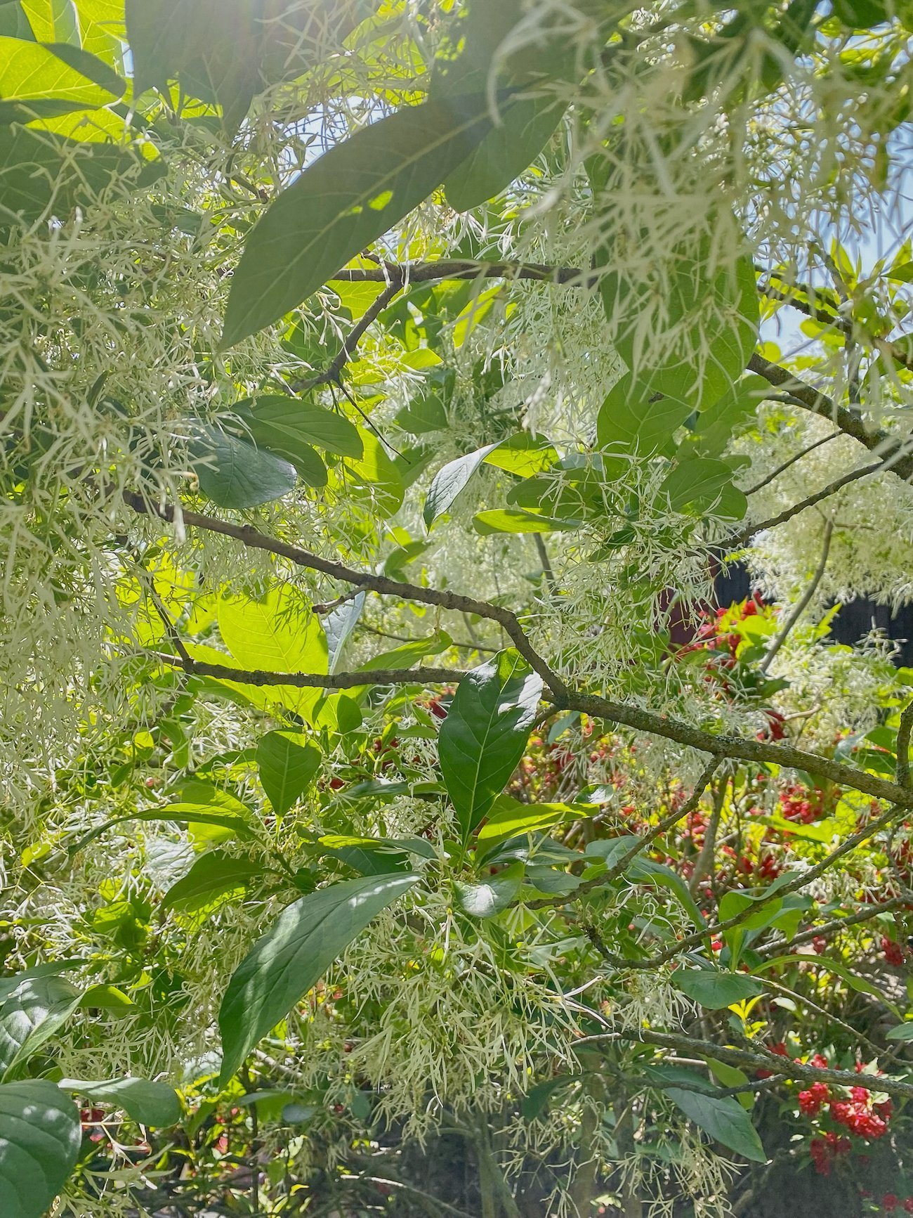 white fringe tree