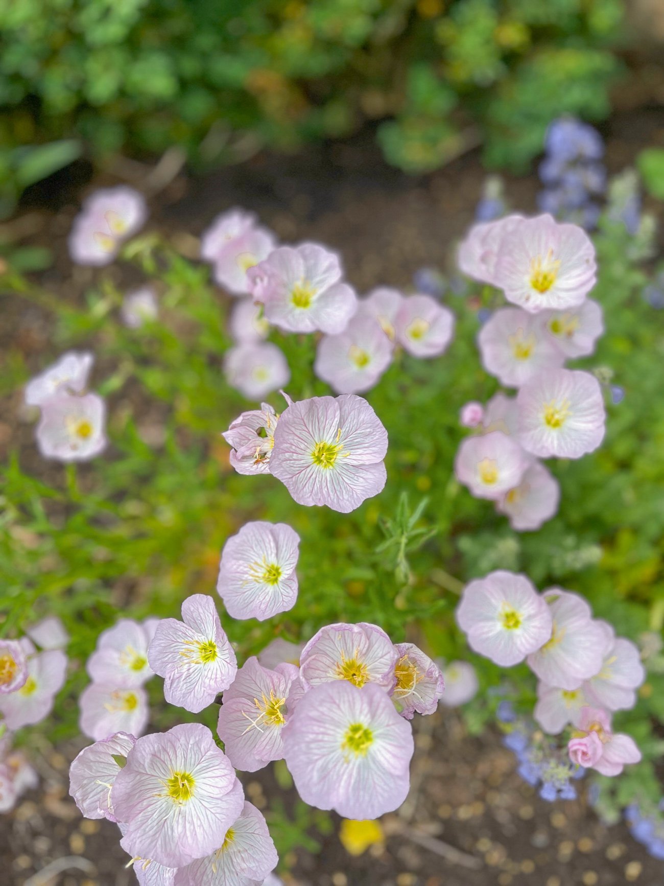 pink evening primrose 