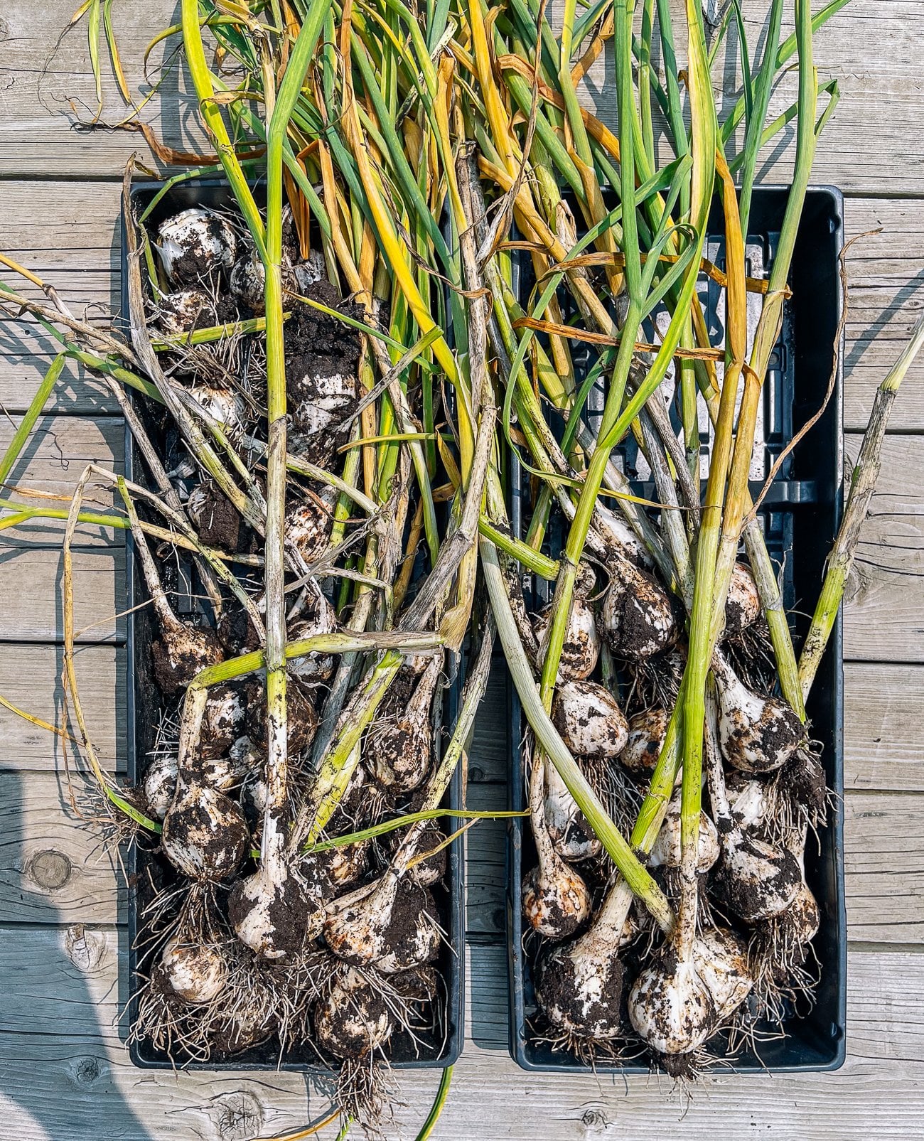How to Grow Garlic
