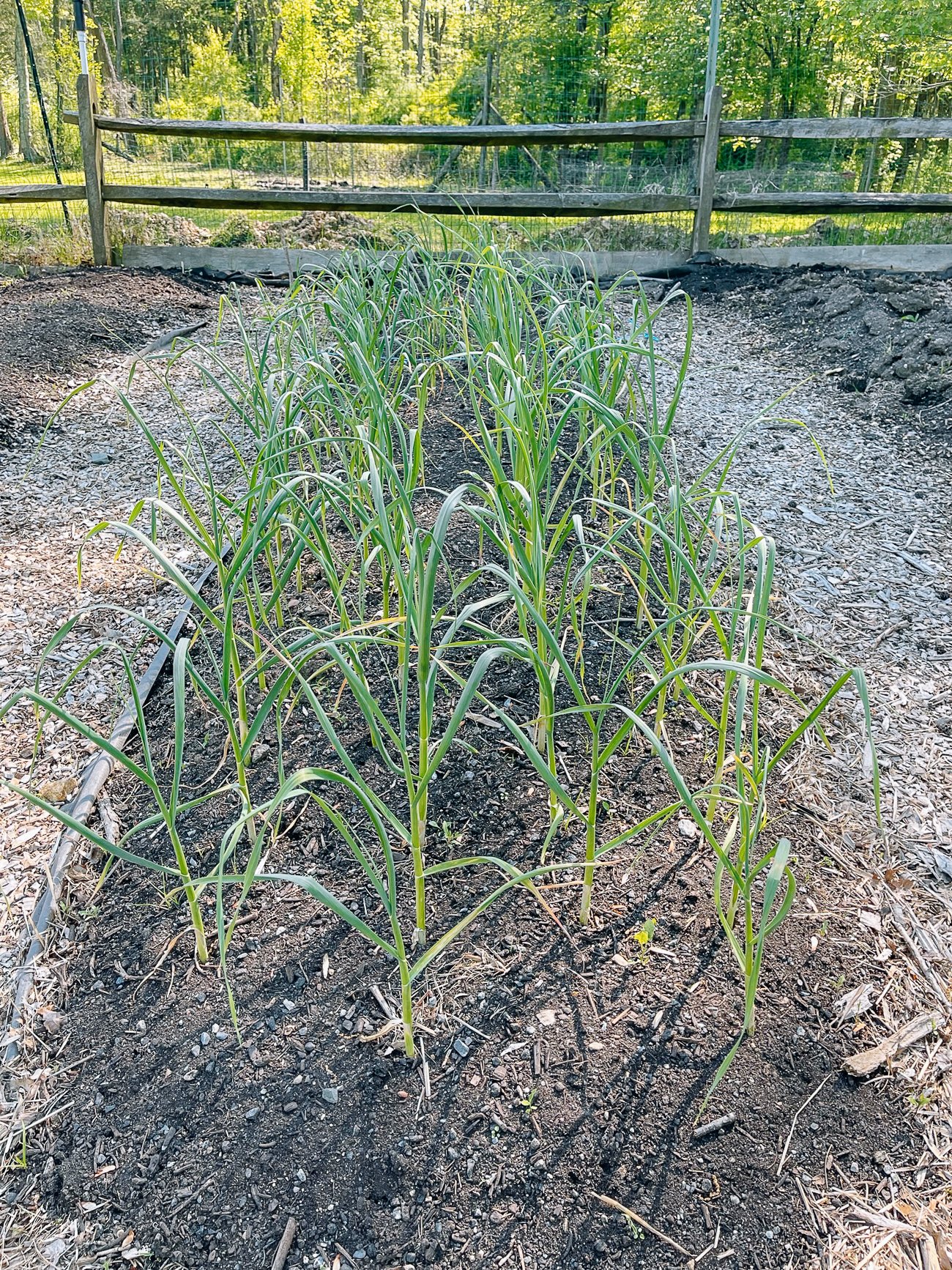garlic plants in spring