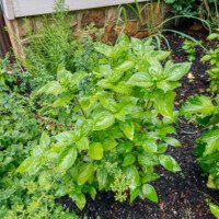 How to Grow Thai Basil