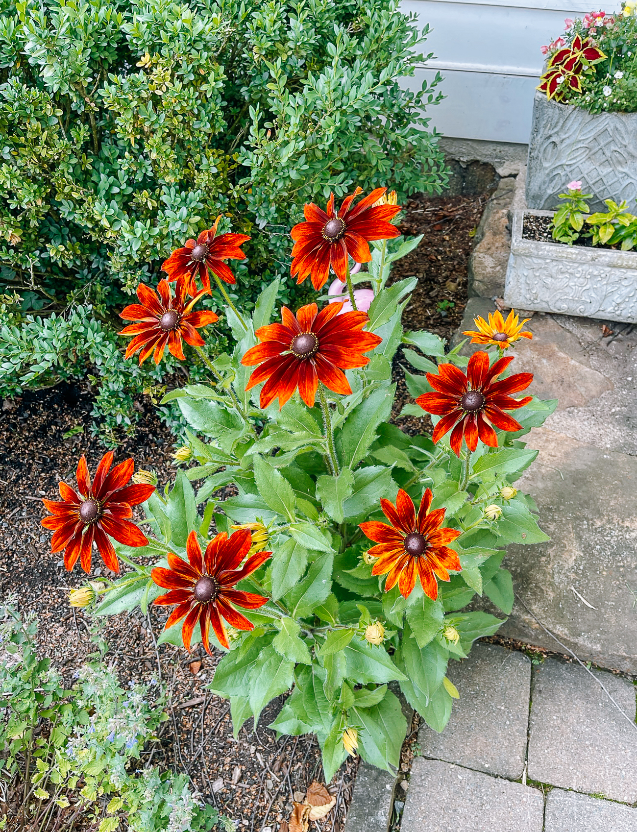 Brown Eyed Susan Flowers