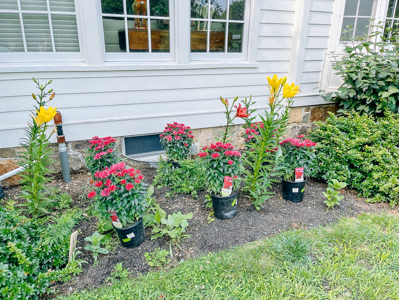 Bee Balm Plants ready to go into ground