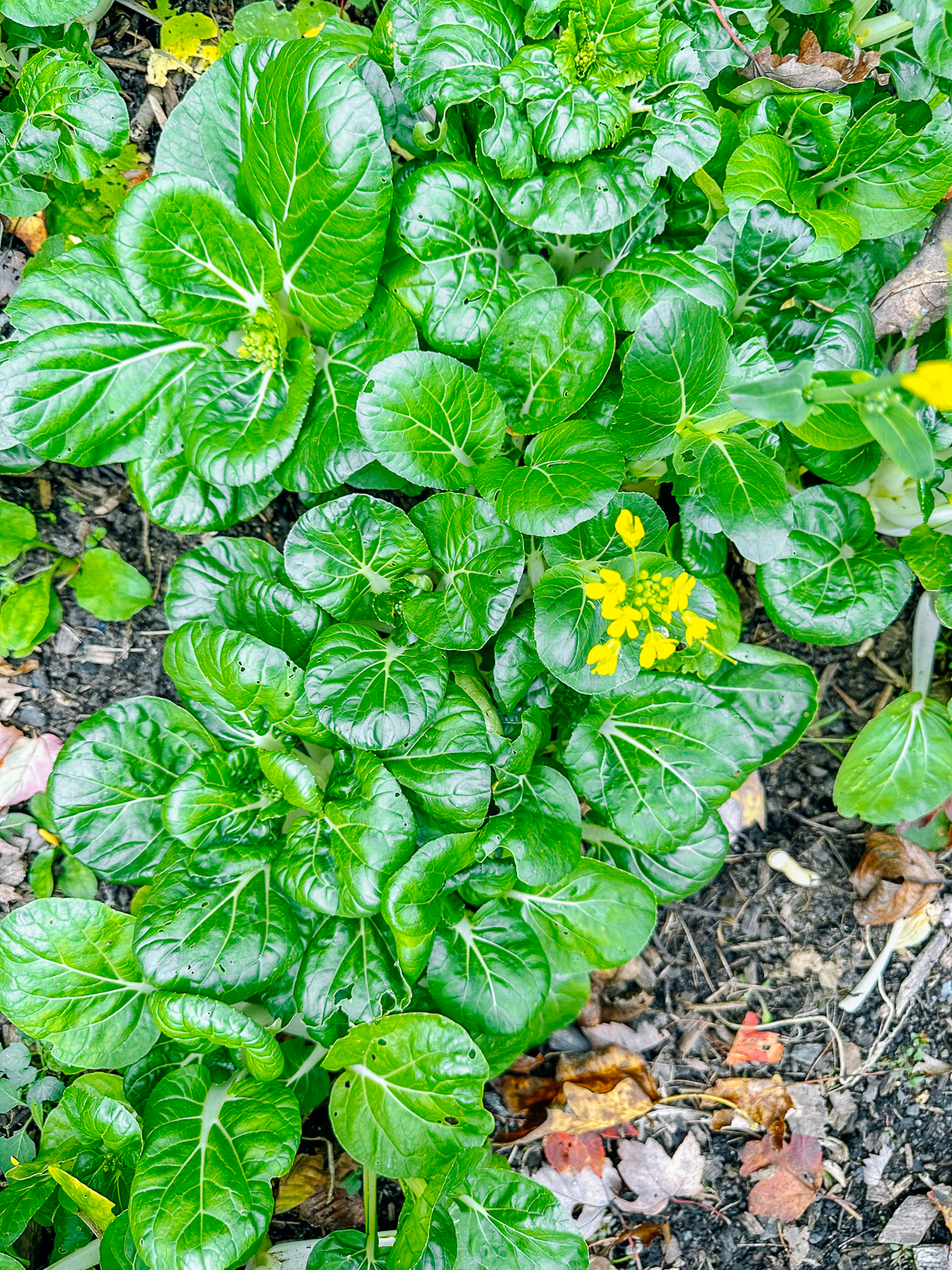 bok chow growing