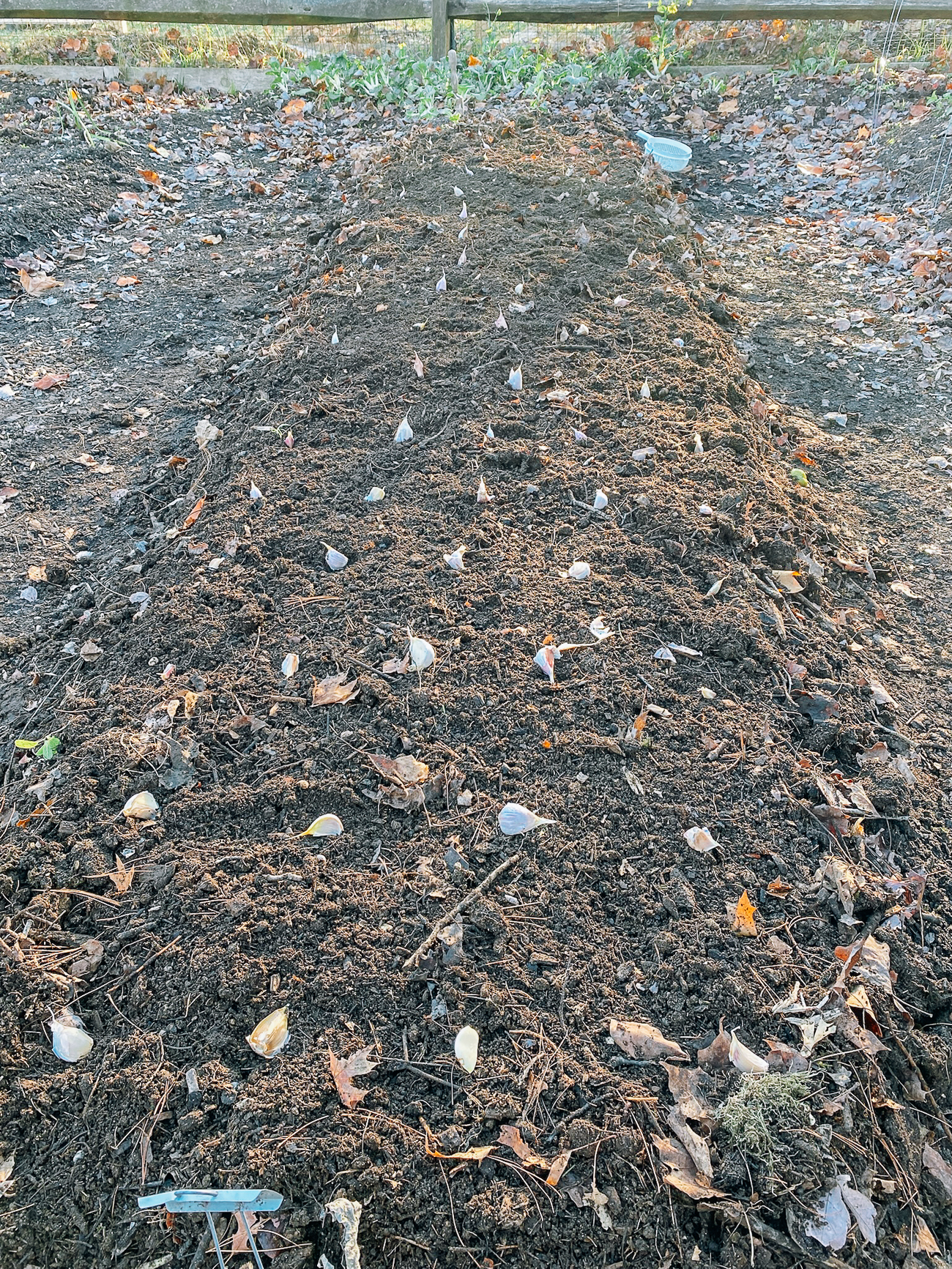 planting garlic cloves