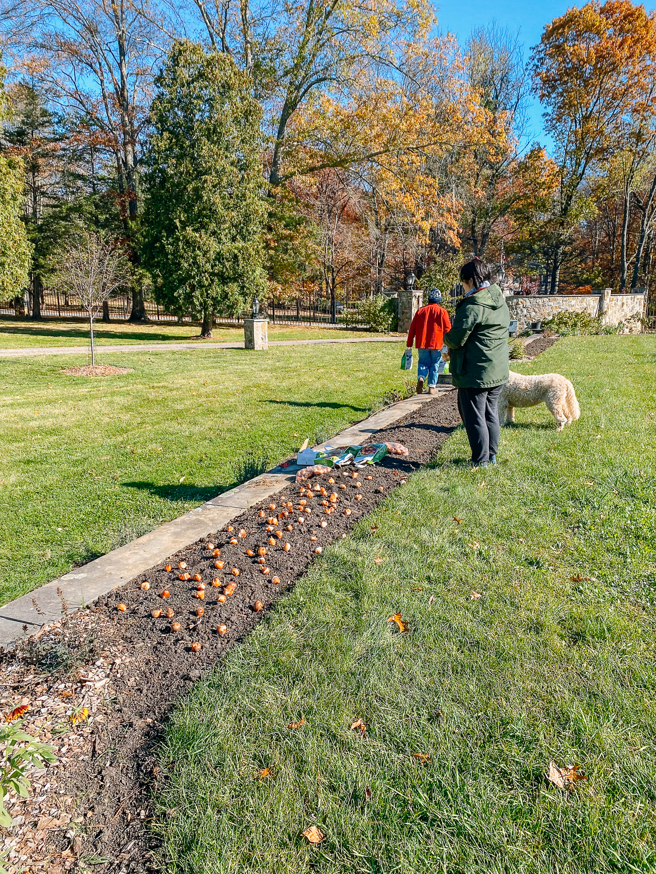 planting bulbs