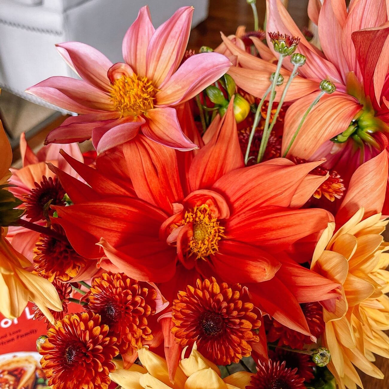 dahlias and mums
