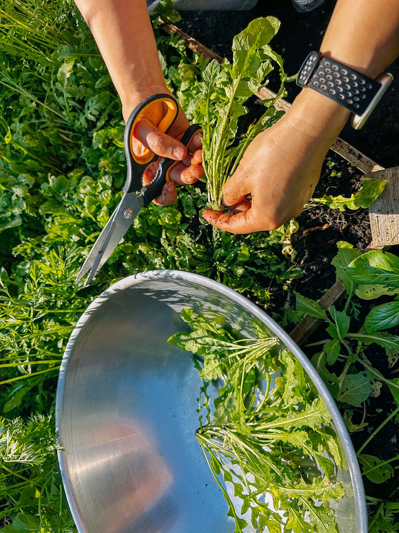 harvesting shepherd's purse