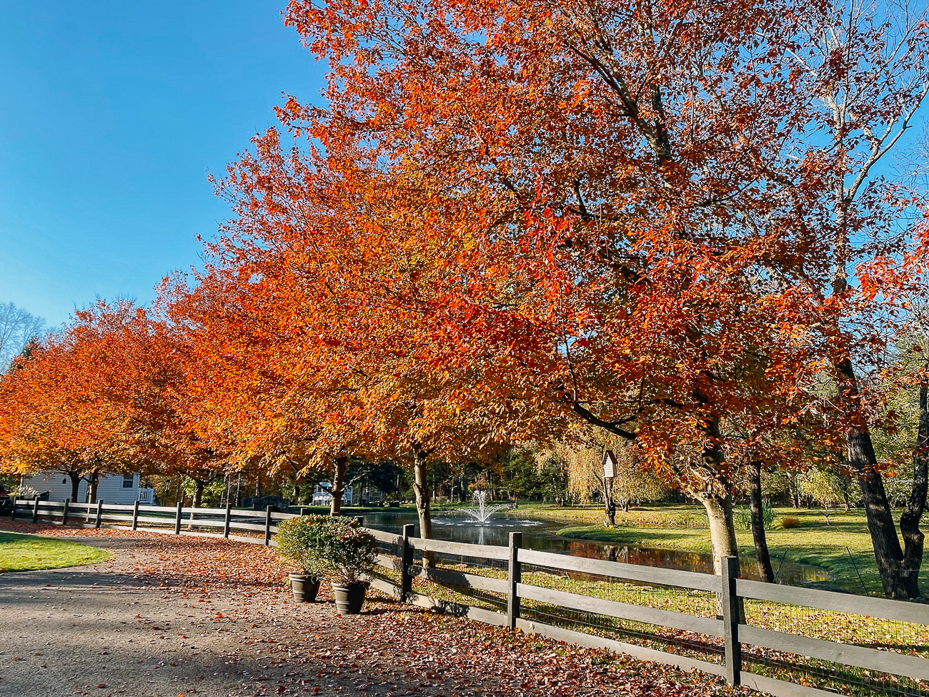 red maples along driveway in fall