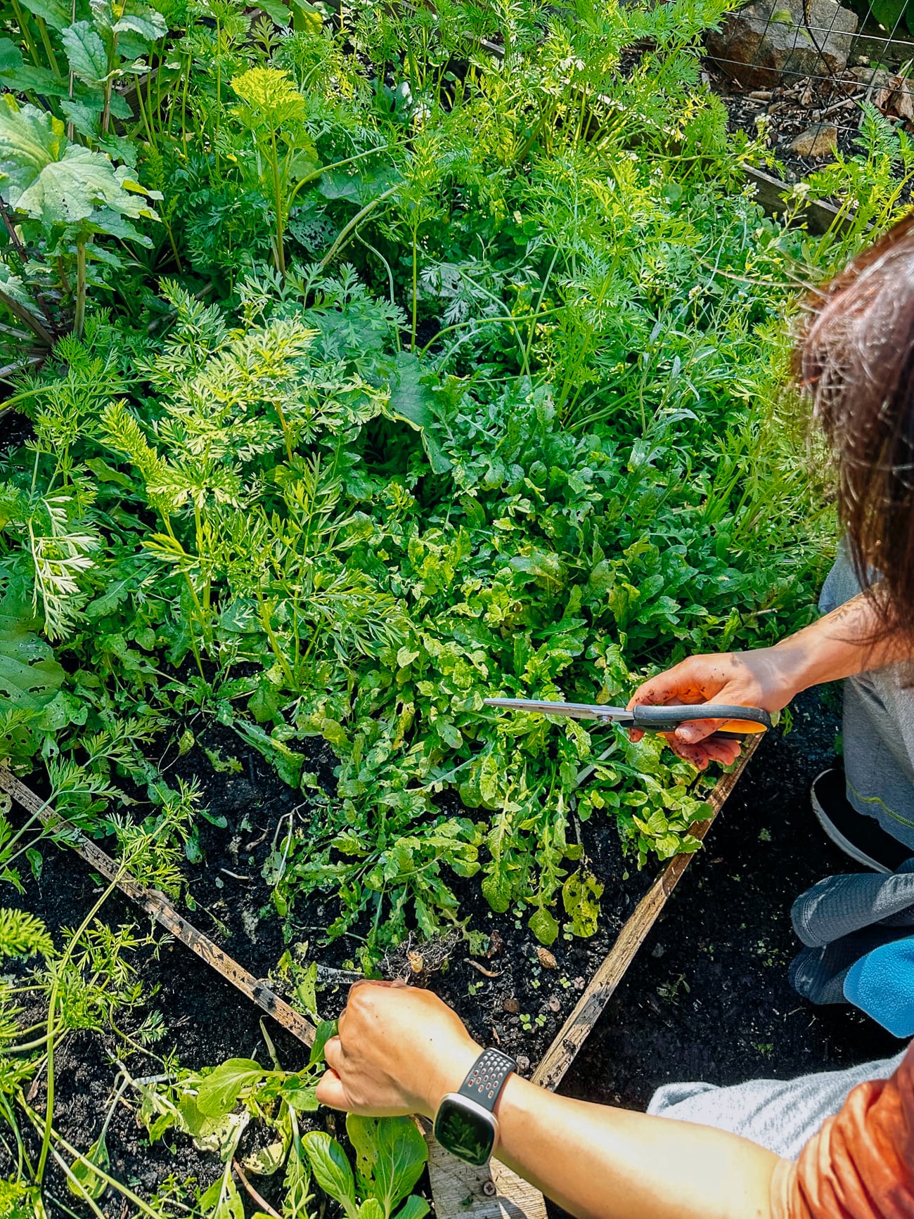 harvesting ji cai or shepherd's purse Chinese vegetable