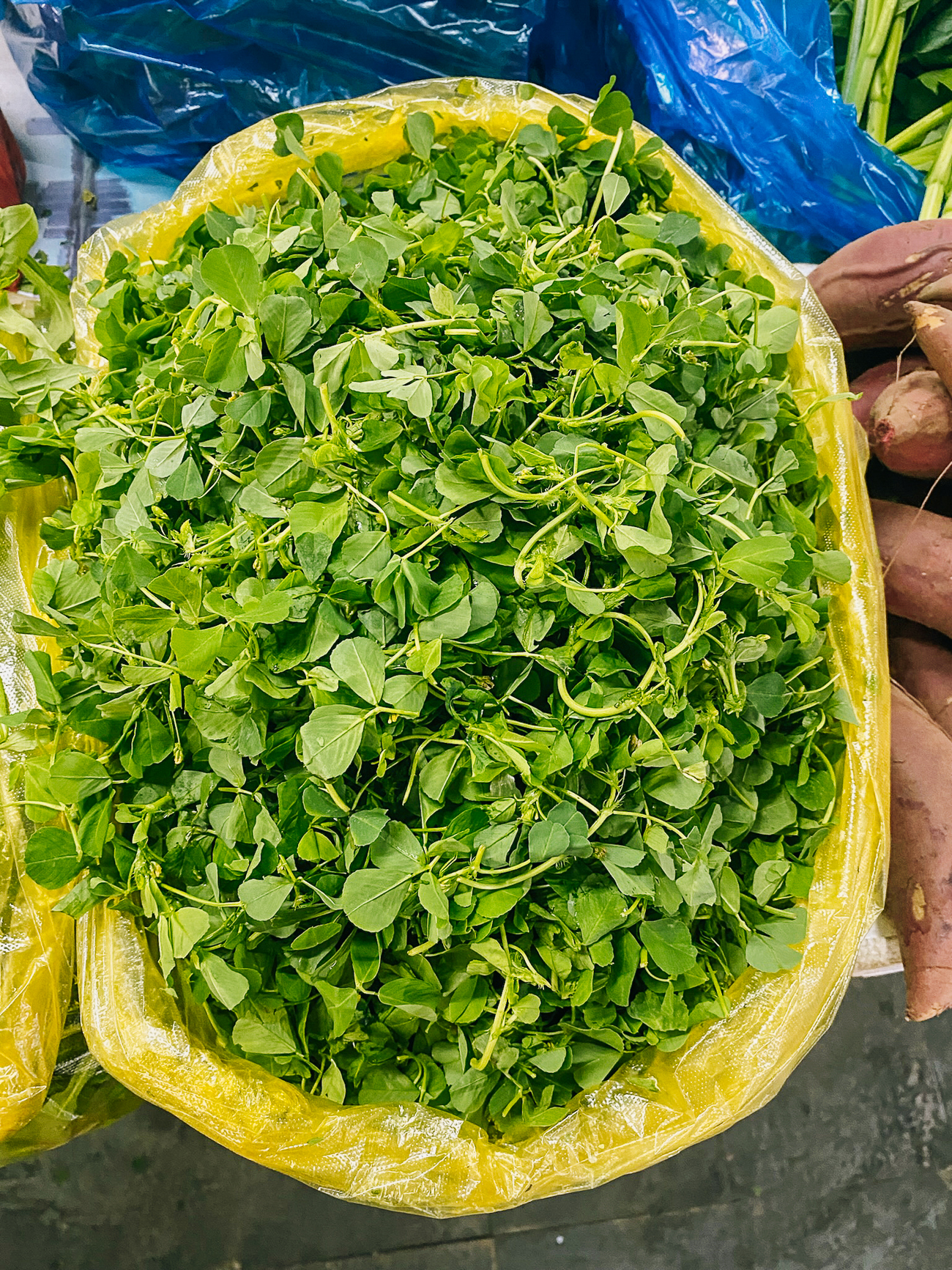 edible clover