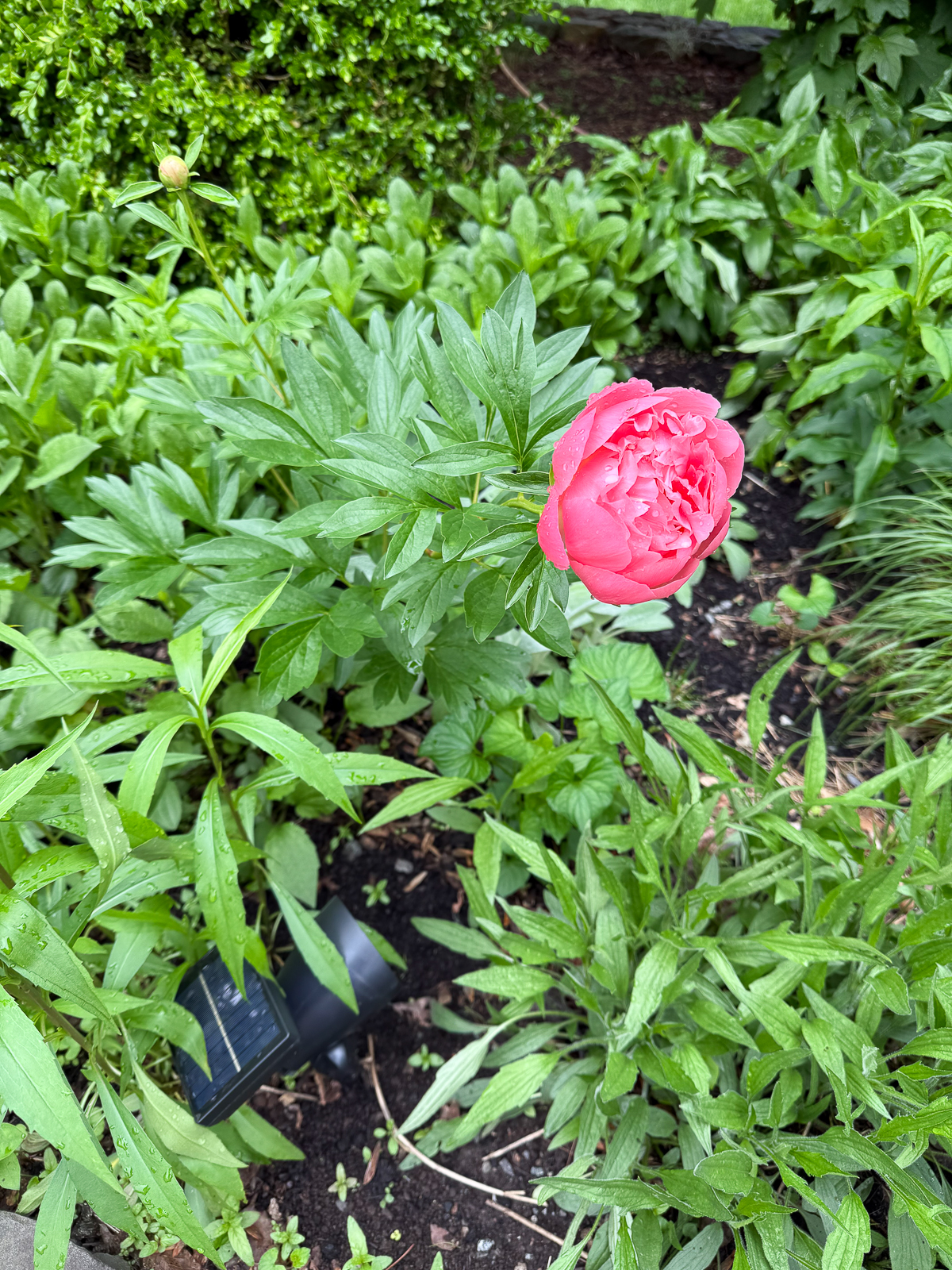 pink peony