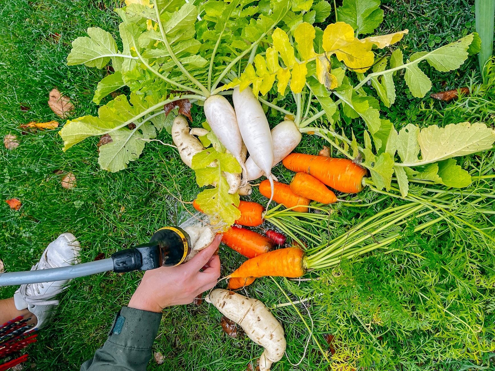 washing freshly harvested produce
