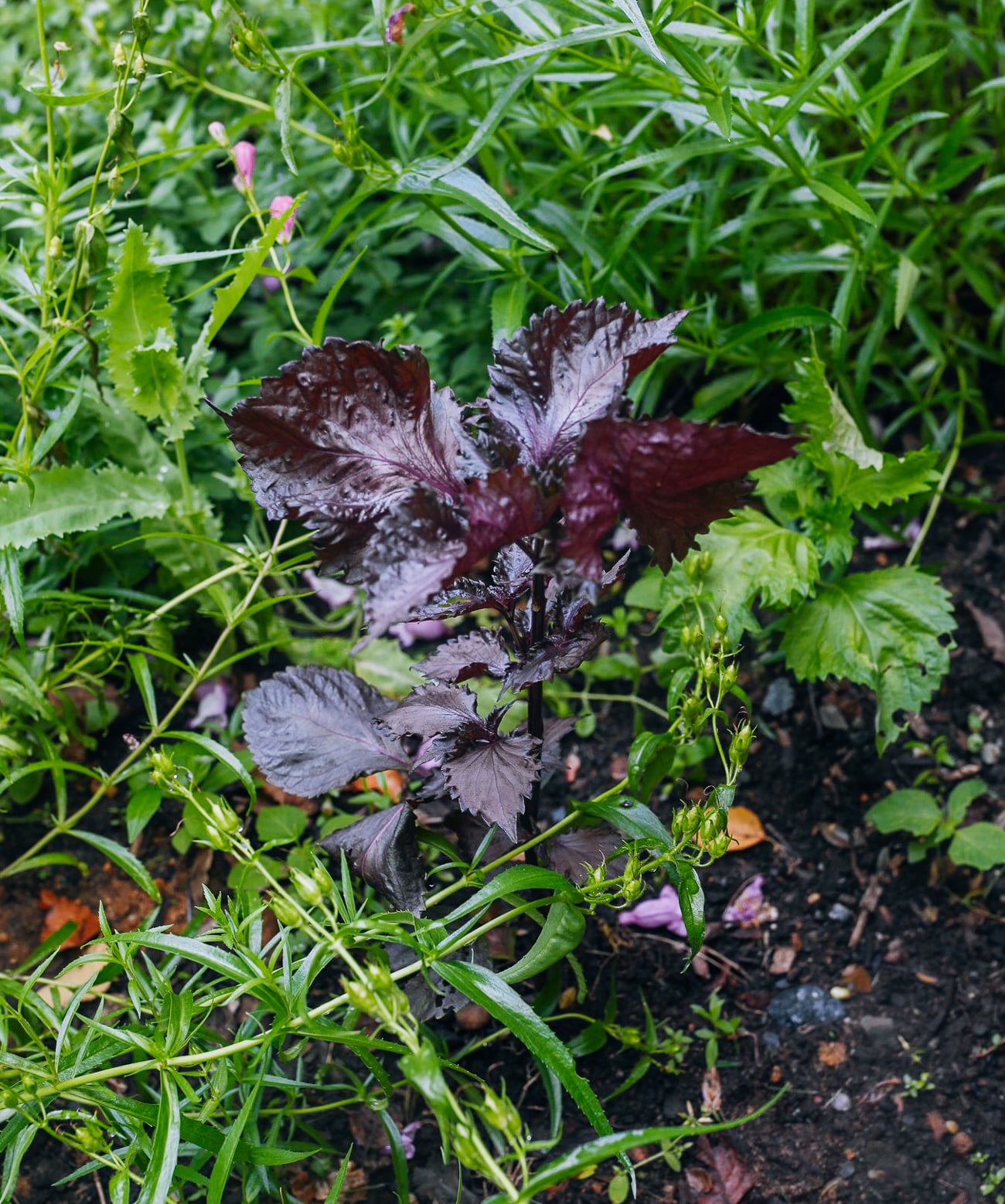 purple shiso plant